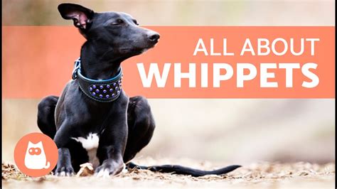 woopets|whippet dog characteristics.